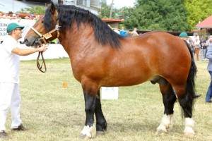 2716 G Bł WETO (Wiomet - Wetona po Betowen)