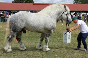 657 G By GROM (Nikodem - Garonia po Pralin)