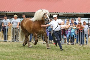 2243 G Gd BLUR (Saler - Bluta po Betowen)