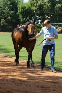 MUSZKA (Boston - Mustania po Muszkieter)