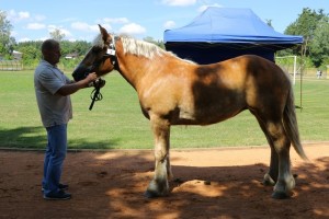 WITRYNA (Fores - Wirna po Butler)