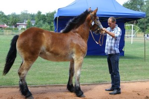 GERDA (Gidam - Galia po Igor Du Champs De Moulin)