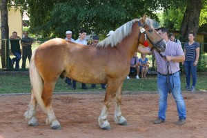 BASTEK (Cyprys - Bryza po Auron)