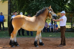 MARTIN M (Paular - Majorka po Expo De Feulen)