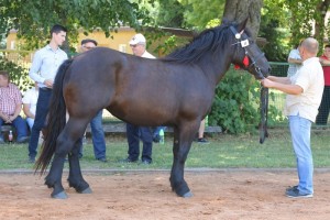 WINIA (FInes - Wiolka po Escobar)