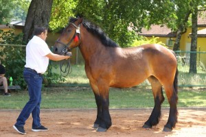 BLANKA (Ugo Du Bourbeau - Bewisza po Homer)