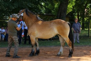 BRYZA (Romb - Beta po Wajper I)