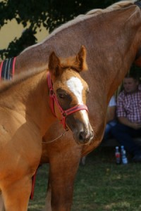 AWARIA (Ug&oacute;r - Awika po Miki)