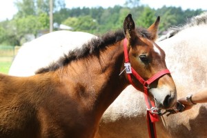 WIRON (Forys - Wonga po Wiatr)