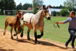 WIRON (Forys - Wonga po Wiatr)