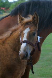 WIERCH (Marino - Wazowna po Butler)