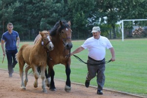 WIERCH (Marino - Wazowna po Butler)