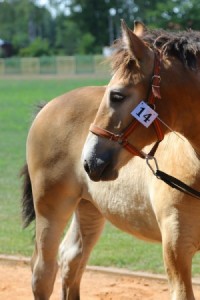 WISKA (Boston - Wizja po NN)