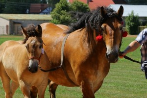 WISKA (Boston - Wizja po NN)