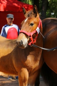 FENIKS (Julex - Figa po Wrozamet)