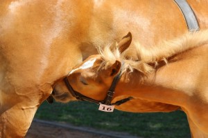 URAN (Taflon - Uralka po Baszkir)