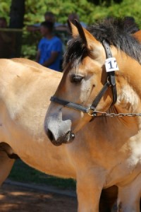 MADER-M (Rekord - Majorka po Expo De Feulen)