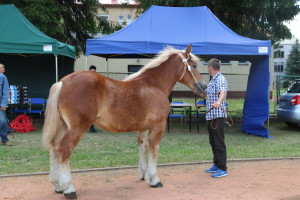 IMG_6313-5d26c37d3ac30