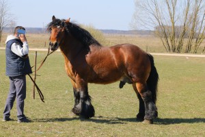 HILTON (Wirek - Hestia po Soner)