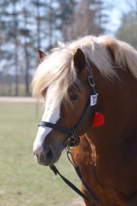 EPOS (Bit - Era po Ug&oacute;r)