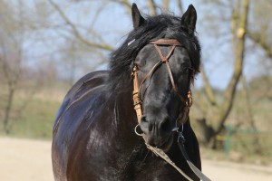 PIRAT (Boston - Perełka po Wiking)