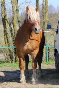 SZABO (Arwil - Sofia po Witan)