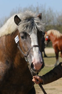 PLUTON (Order - Pastela po Okazały)