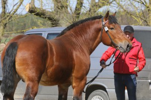 GALANT DE MAIRY (Costaud Du Haut Des Dames - Carmen 11 po Urbain De Mairy)