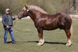 BUKARESZT (Bukan - Bora po Faraon)