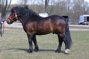 ERON (Monit - Ernosa po Tenor)