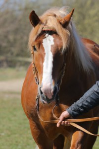 GWAR (Bacyk - Gonia po Monter)