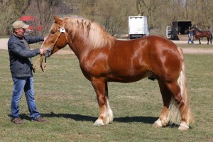 GWAR (Bacyk - Gonia po Monter)