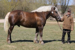 PLUTON (Order - Pastela po Okazały)