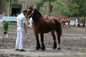 kl. EVA DE SAINT BRICE (Xanthos De Wincrange - Tifanie 8 po Guidon)