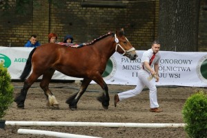 kl. EVA DE SAINT BRICE (Xanthos De Wincrange - Tifanie 8 po Guidon)