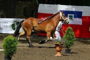 EL INE DU MELCENEY (Qui Vive De L'Etang - Orchidee De Barrat po Fortiche Moulin)
