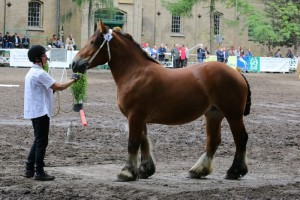 kl. VIOLA (Marvin - Vissla po Mascot)