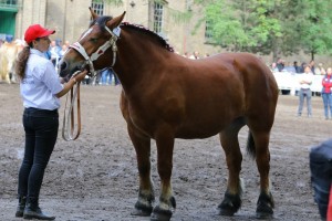 kl. GALIA (Julio De La Boverie - Gebella po Pacha De Lagrange)