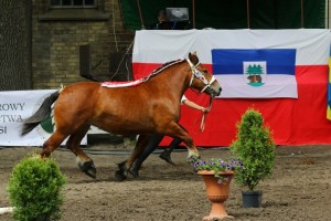 kl. GALIA (Julio De La Boverie - Gebella po Pacha De Lagrange)