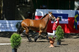kl. ECLAIRE DE BRAINVILLE (Aragon Du Mont - Quenelle Brainville po Duo Du Chateau)