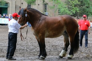 kl. KASABLANKA (Nestor Ter Massin - Kadette De Fresnoy po Fury Du Vallon)