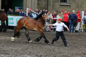 kl. KASABLANKA (Nestor Ter Massin - Kadette De Fresnoy po Fury Du Vallon)