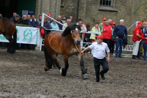 kl. KASABLANKA (Nestor Ter Massin - Kadette De Fresnoy po Fury Du Vallon)