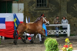 kl. HARMONIE DU KUBORN (Jupiter Du Fonzay - Bergere De L'Havigne po Jordi T'Chenet)