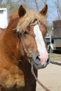 BAJKAŁ (Mamrot - Birma po Pasat)
