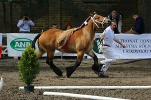 kl. HARMONIE DU KUBORN (Jupiter Du Fonzay - Bergere De L'Havigne po Jordi T'Chenet)
