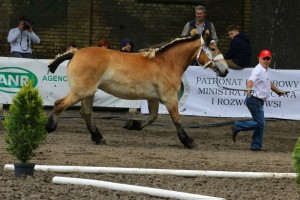 kl. TANIA (Blair - Tansy po Rubon)