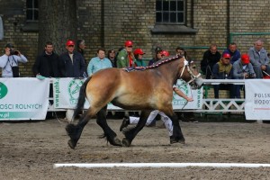 kl. DAMZELLE DES RAPPES (Ronaldo Du Moulin - Plume Des Rappes po Geant Du Chatau)