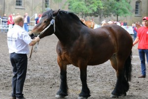 kl. QUATRA (Rubis 144 - Quenza De Bergerie po Ideal Du Piont)