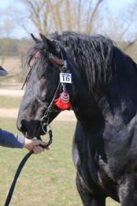 MIWO (Ideał - Modna po Skoczek)